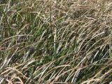 Beach Grass in the Wind